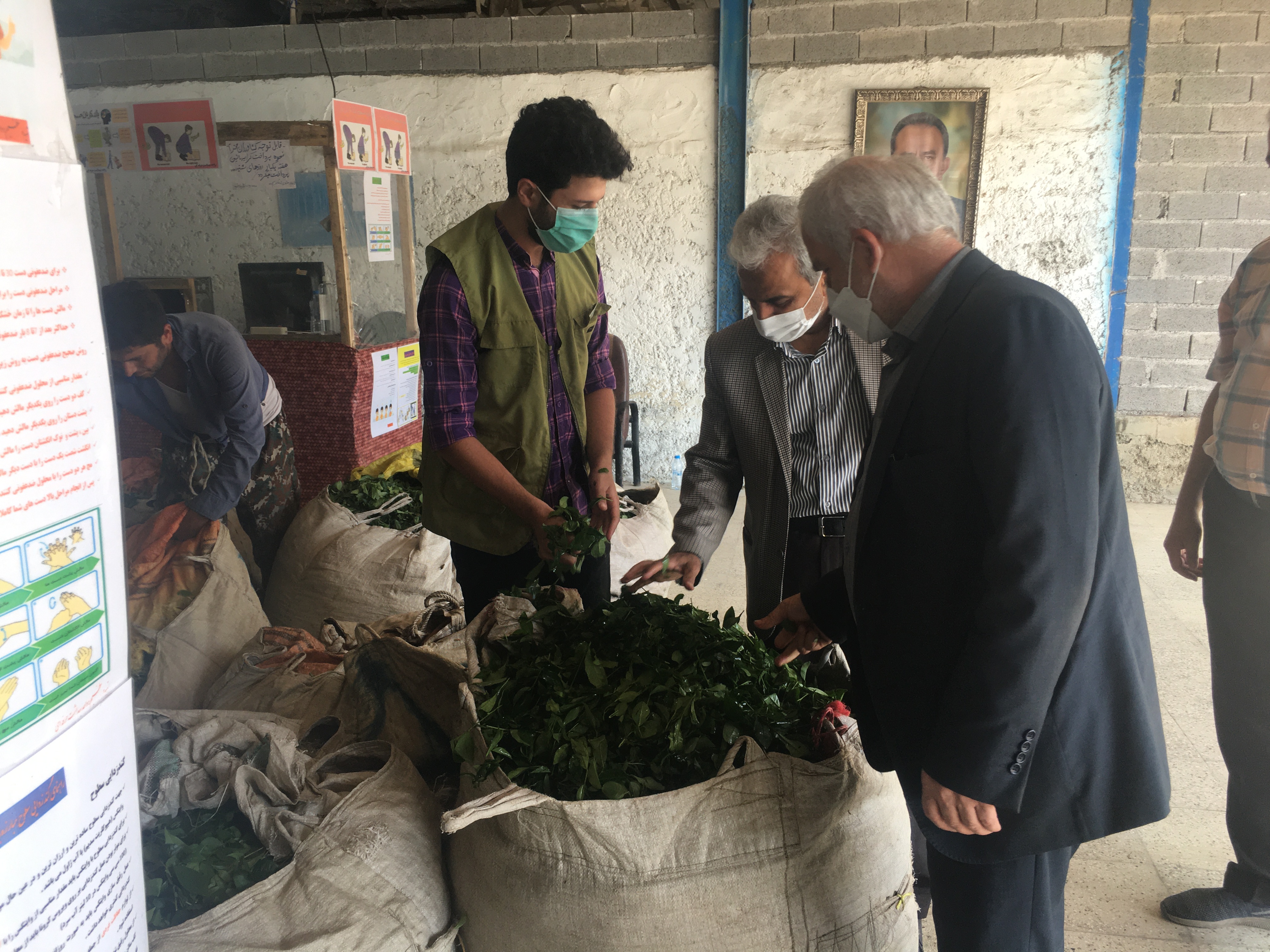 بازدید رئیس سازمان چای کشور با شروع چین سوم (تابستانه) برگ سبز چای از کارخانجات شهرستان لاهیجان
