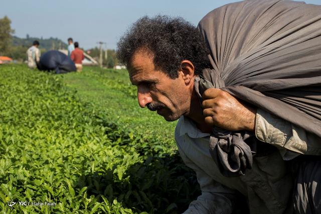 پایان خرید تضمینی برگ سبز چای از کشاورزان چایکار گیلان و مازندران