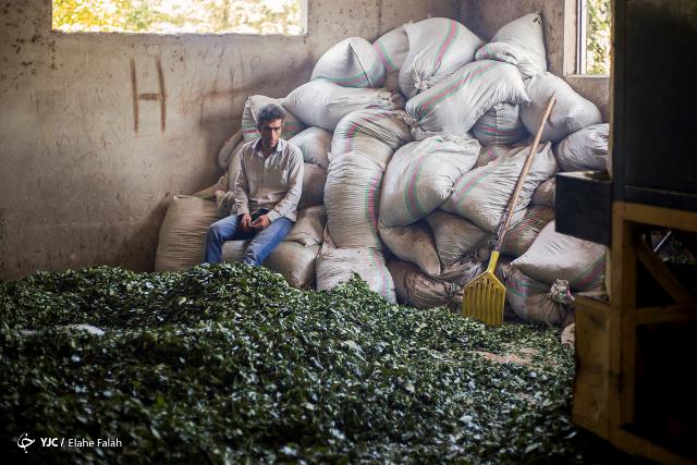 پایان خرید تضمینی برگ سبز چای از کشاورزان چایکار گیلان و مازندران
