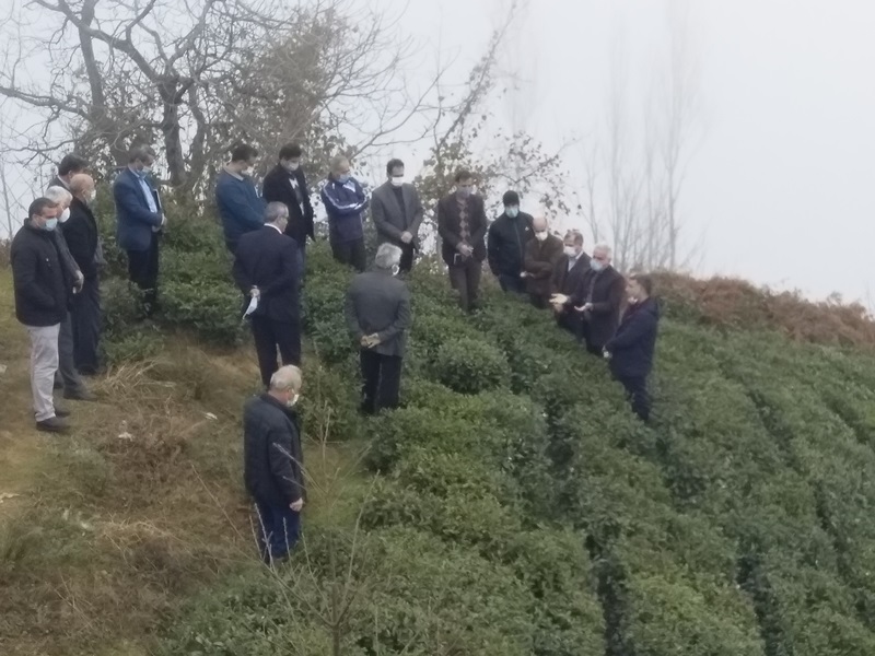 برگزاری دوره عملی آموزش اصلاح الگوی شیب (خلاف جهت شیب زمین) در باغات چای