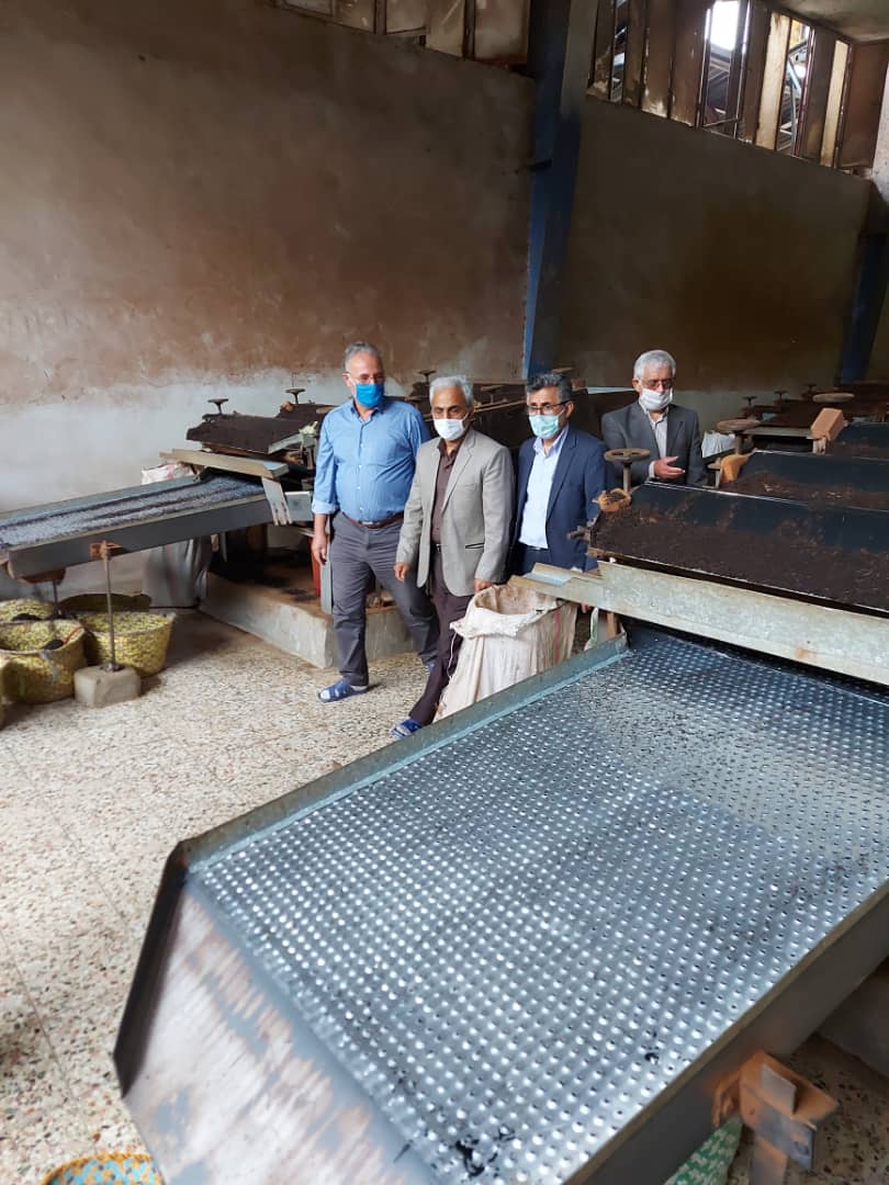 بازدید رئیس سازمان چای کشور همزمان با برداشت چین پاییزه برگ سبز چای از کارخانجات شهرستان املش