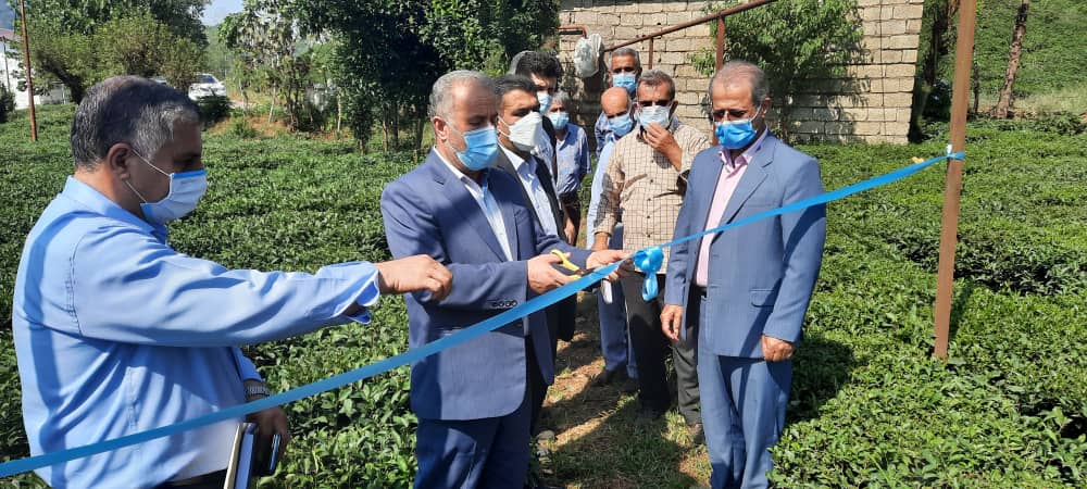 افتتاح پروژه آبیاری تحت فشار در 4 هکتار از باغات چای شهرستان لاهیجان در هفته دولت