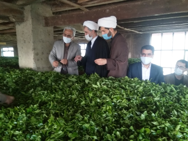 دیدار مسئول حوزه نمایندگی ولی فقیه در سازمان جهاد کشاورزی گیلان با رئیس سازمان چای کشور