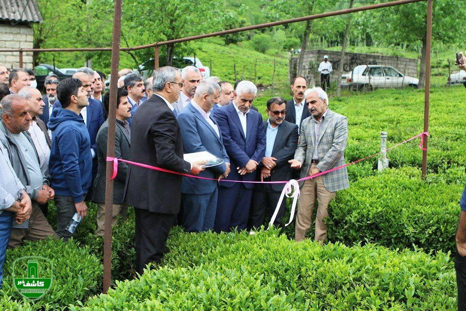مراسم برداشت نمادین برگ سبر چای در شهرستانهای لاهیجان و لنگرود برگزار شد