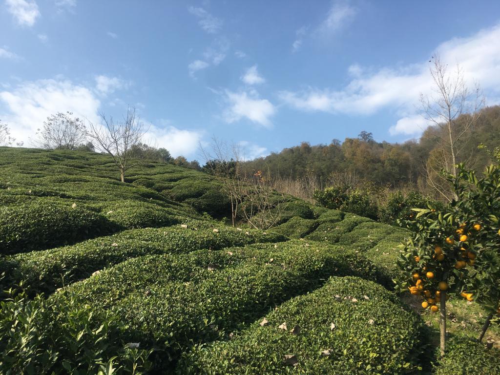  بازدید ریاست سازمان چای کشور از روند اجرای طرح اصلاح آرایش کشت خلاف جهت شیب در باغات چای شهرستانهای رودسر و املش 