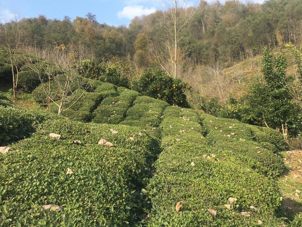  بازدید ریاست سازمان چای کشور از روند اجرای طرح اصلاح آرایش کشت خلاف جهت شیب در باغات چای شهرستانهای رودسر و املش 