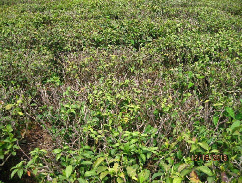 پیشگیری و کنترل برگ ریزی در باغات چای