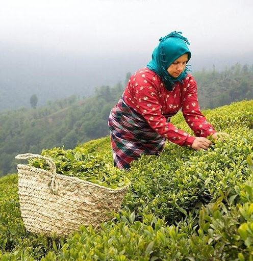 پرداخت 14/2 میلیارد تومان تسهیلات جاری صندوق حمایت از توسعه چای به کارخانجات و چایکاران