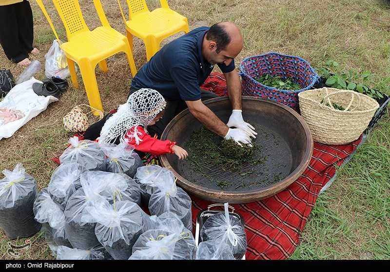 اولین جشنواره شکرانه برداشت چای در واجارگاه برگزار شد