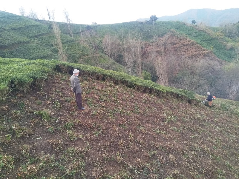بازدید رئیس سازمان چای کشور از 17 هکتار باغات احیاء شده شهرستان لنگرود