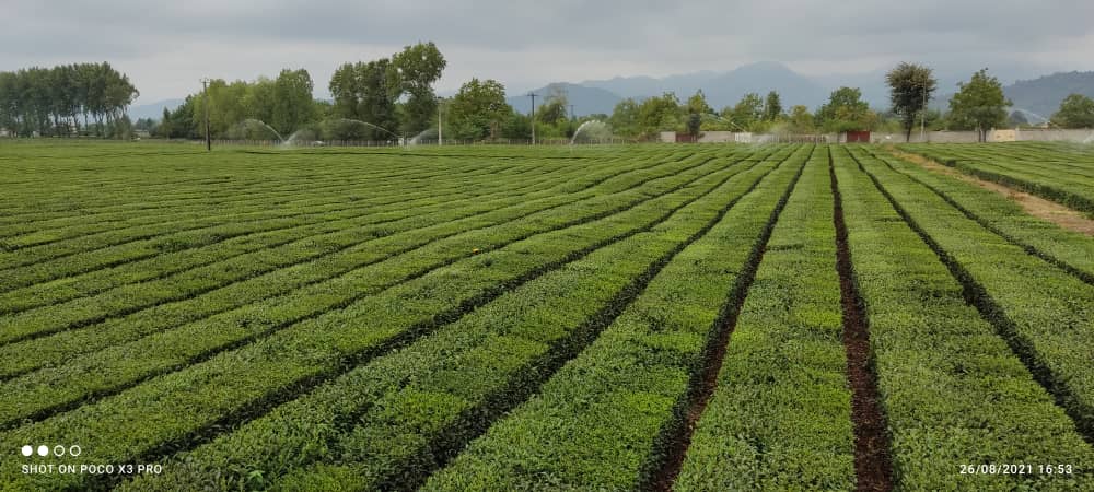 پرداخت 54 میلیارد تومان تسهیلات ارزان قیمت به بهره برداران صنعت چای کشور
