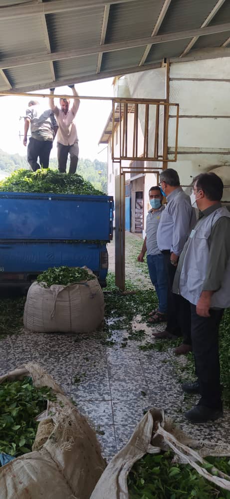 بازدیدمعاونین  توسعه مدیریت و منابع   و   بهبود تولیدات چای سازمان چای کشور از کارخانجات شهرستانهای روسر و املش