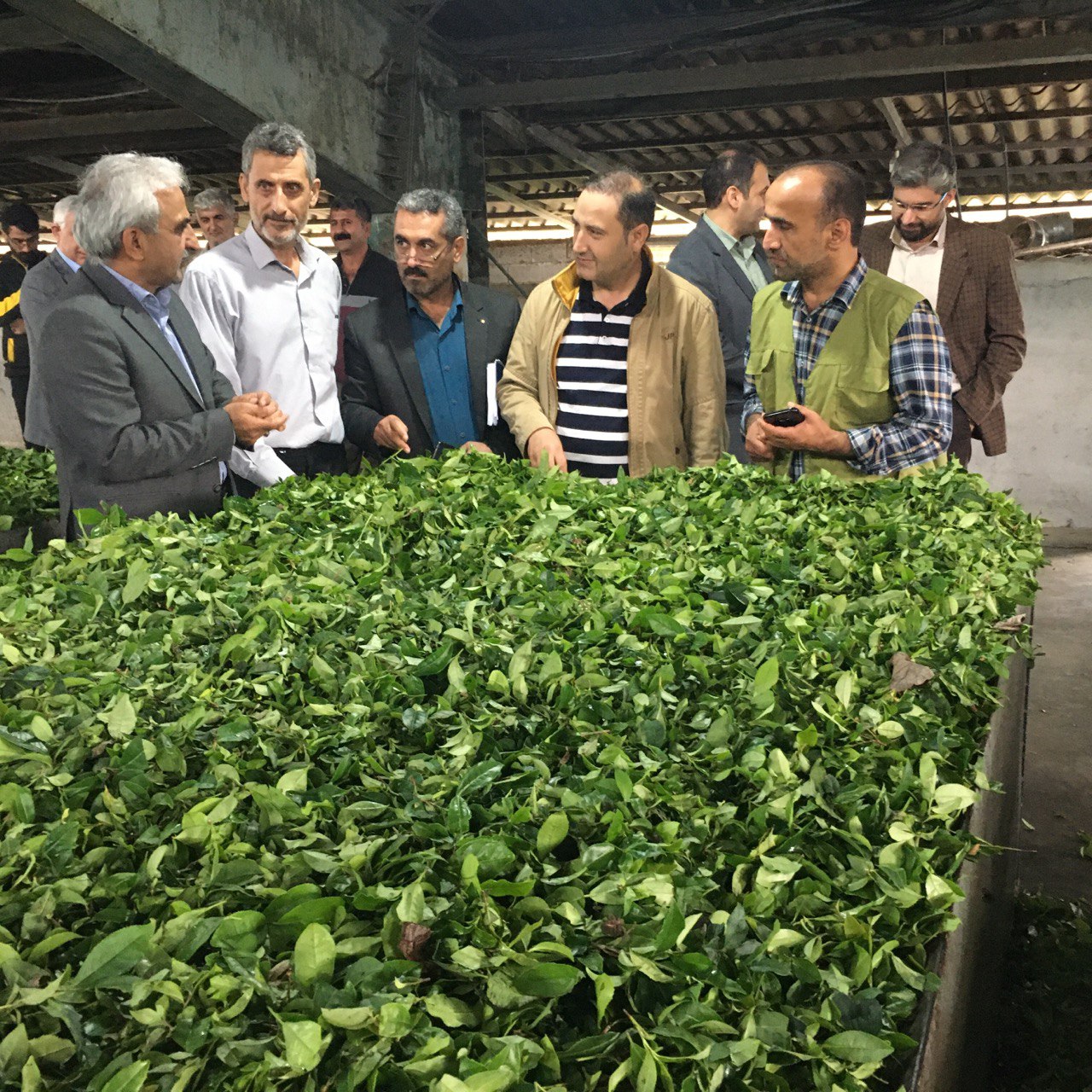 بازدید رئیس سازمان چای کشور از کارخانجات و باغات چای گیلان و مازندران در روزهای پایانی برداشت برگ سبز چای