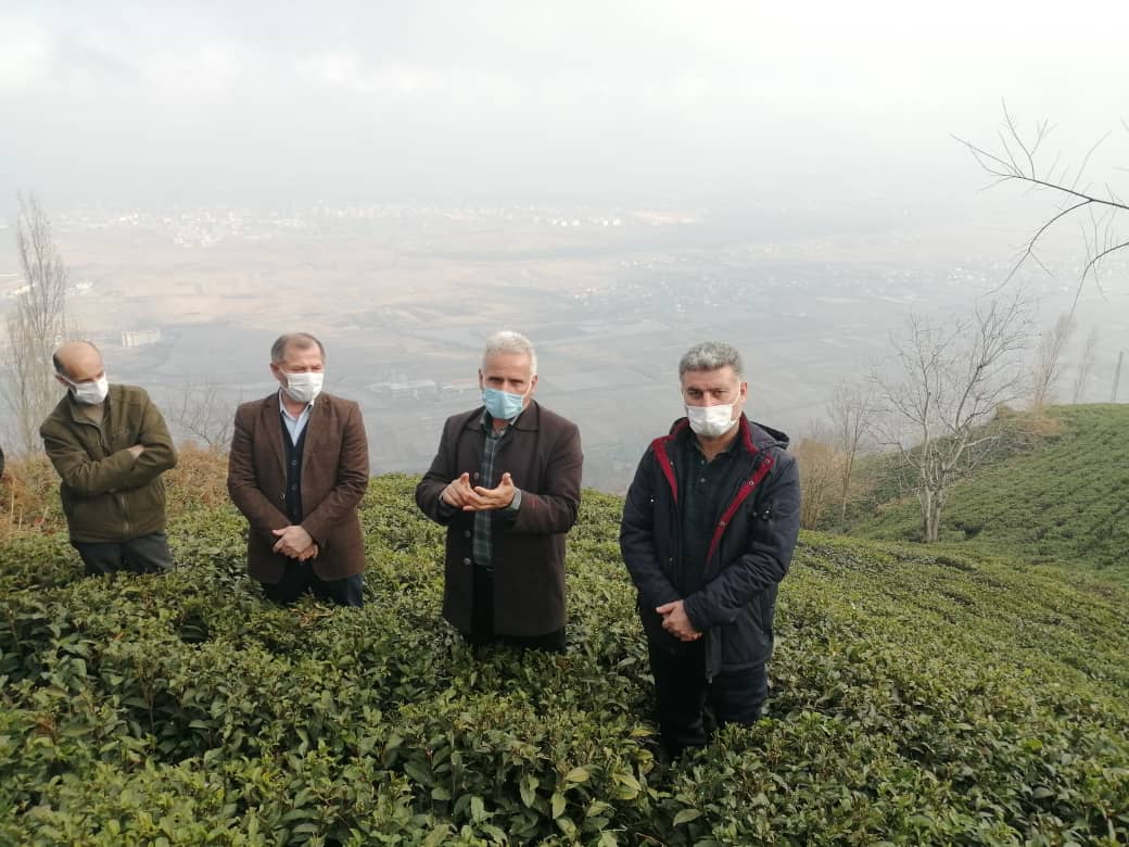 برگزاری دوره عملی آموزش اصلاح الگوی شیب (خلاف جهت شیب زمین) در باغات چای