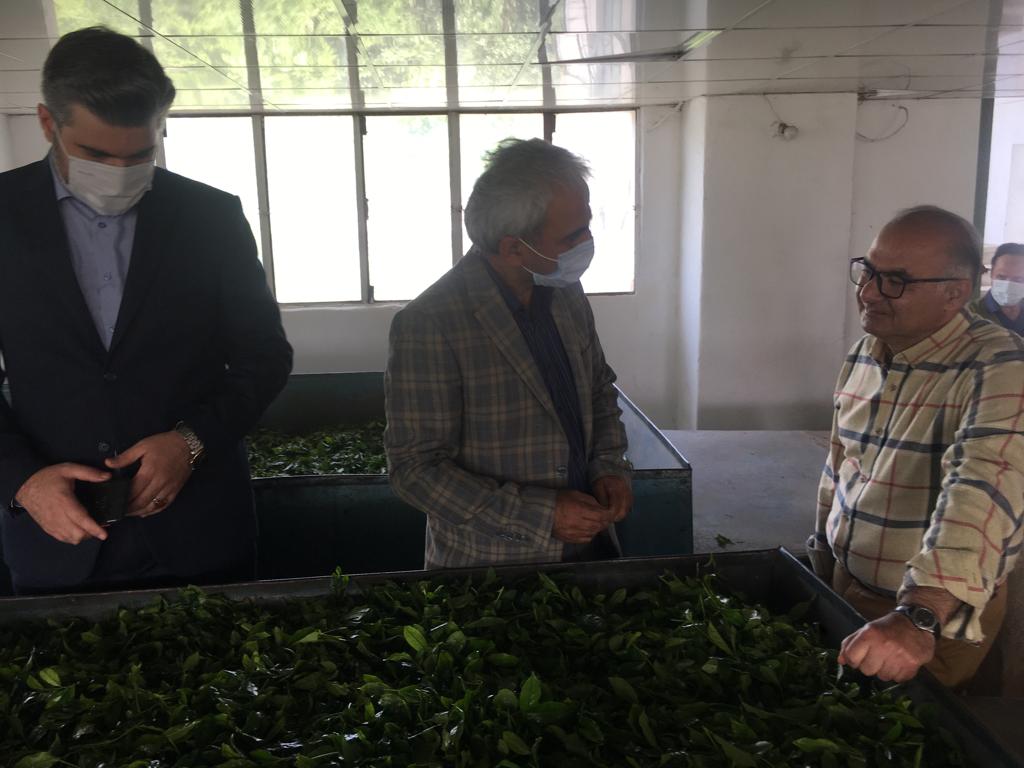 همزمان با آغاز برداشت برگ سبز چای بازدید رئیس سازمان چای کشور از کارخانجات چایسازی