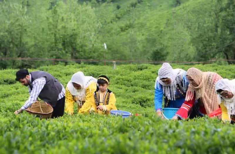 تصاویر  برداشت برگ سبز چای  از باغات شمال کشور 
