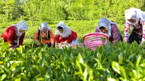 25 آذر روز جهانی چای گرامی باد 