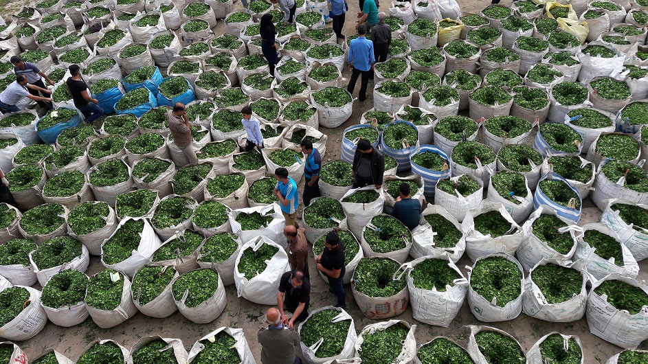 برداشت بیش از 30 هزار تن برگ سبز چای در چین تابستانه  از باغات چای گیلان و مازندران