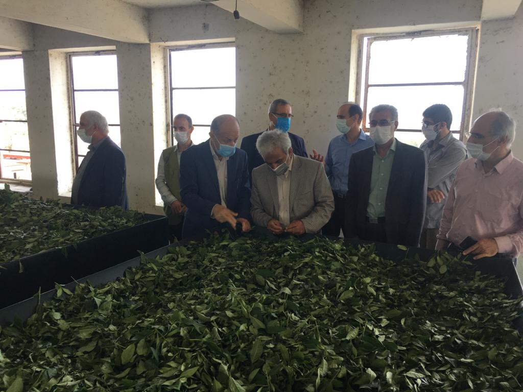 بازدید رئیس سازمان چای کشور از باغات چای و کارخانجات چایسازی استان مازندران
