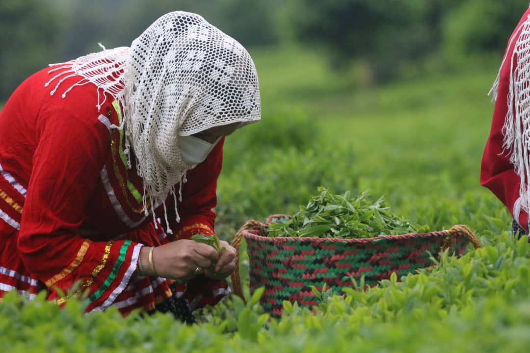 مراسم آغاز برداشت برگ سبز چای با حضور استاندار محترم و نمایندگان محترم شهرستانهای چایخیز استان گیلان برگزار گردید