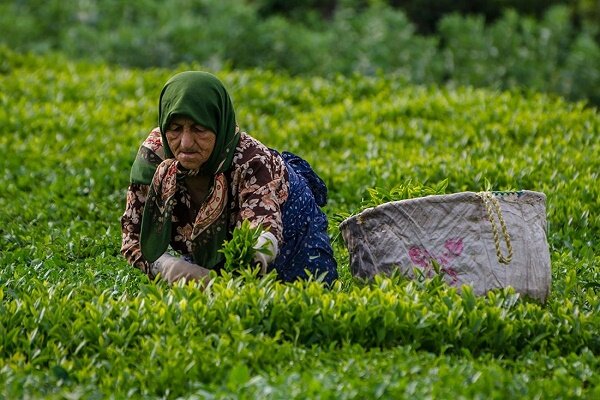آغاز برداشت چین دوم برگ سبز چای در استانهای گیلان و مازندران