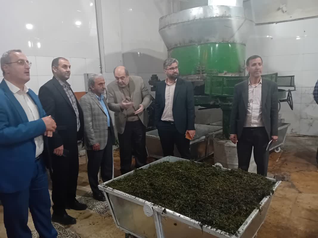بازدید رئیس سازمان چای کشور از کارخانجات چایسازی گیلان و مازندران