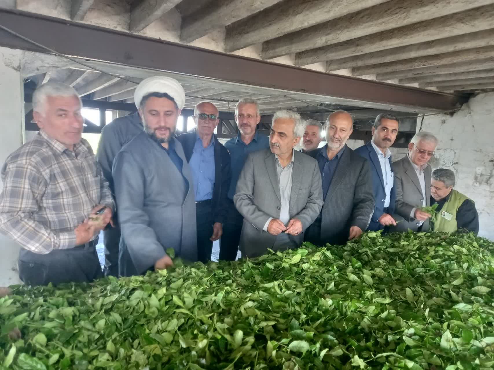 بازدید رئیس سازمان چای کشور به همراه استاندار محترم و نمایندگان شهرستانهای چایخیز از کارخانجات چایسازی