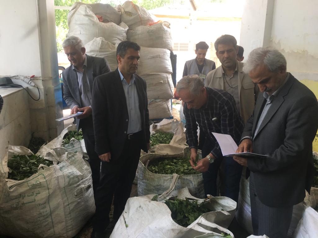 بازدید رئیس سازمان چای کشور به همراه استاندار محترم و نمایندگان شهرستانهای چایخیز از کارخانجات چایسازی