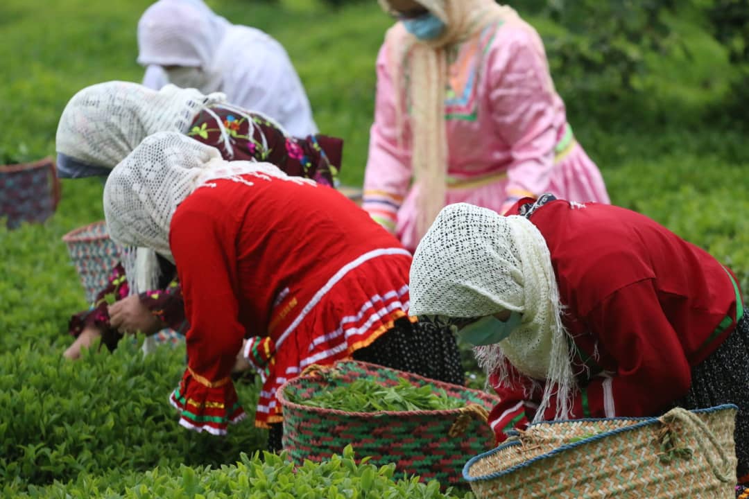واریز 23/6  میلیارد تومان دیگر از مطالبات چایکاران در روزهای پایانی برداشت چین تابستانه برگ سبز چای