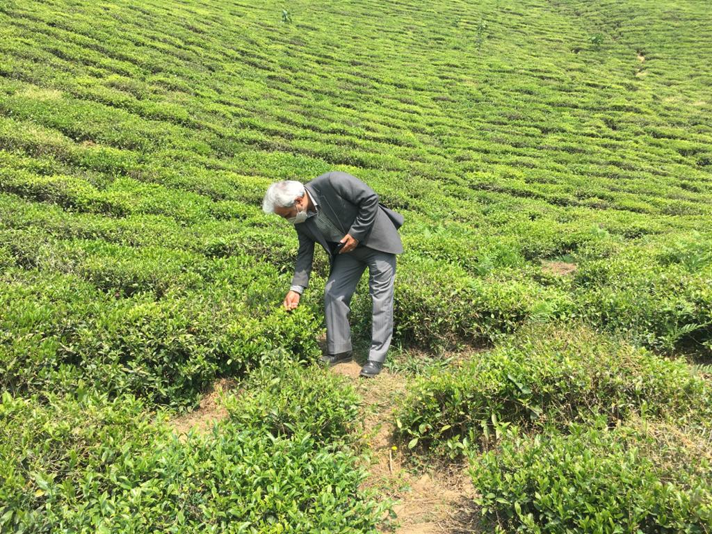 بازدید رئیس سازمان چای کشور از باغات چای شهرستان لاهیجان