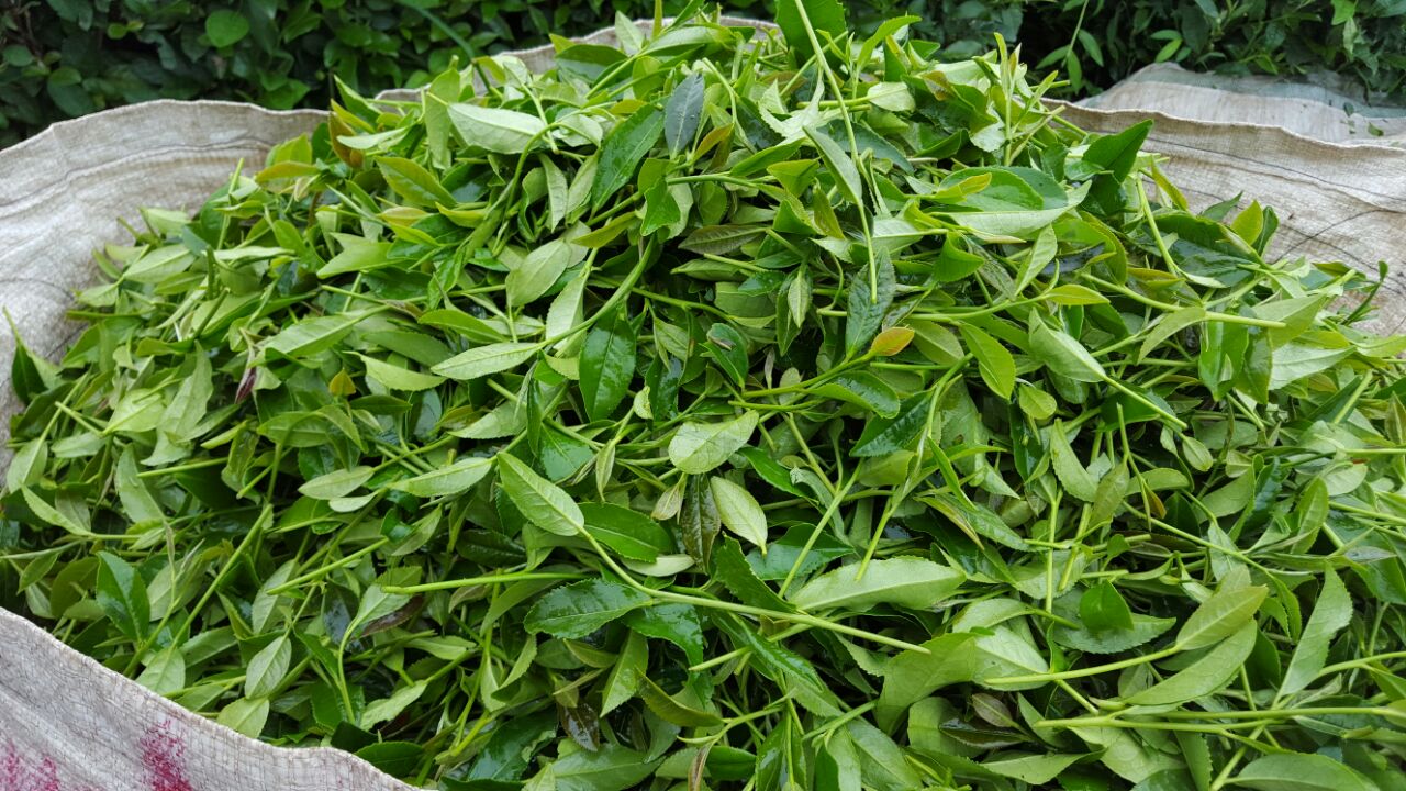 رکورد شکنی برداشت روزانه برگ سبز چای از باغات چای گیلان و مازندران
