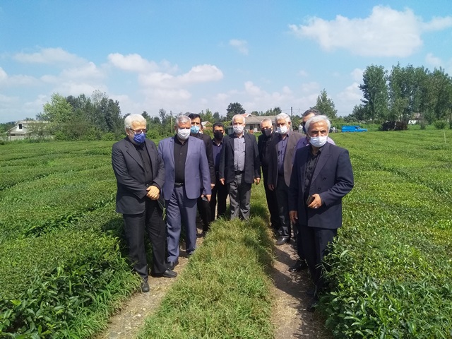 بازدید مشترک رئیس سازمان چای کشور به همراه نماینده محترم شهرستانهای لاهیجان و سیاهکل از کارخانجات و باغات شهرستان لاهیجان