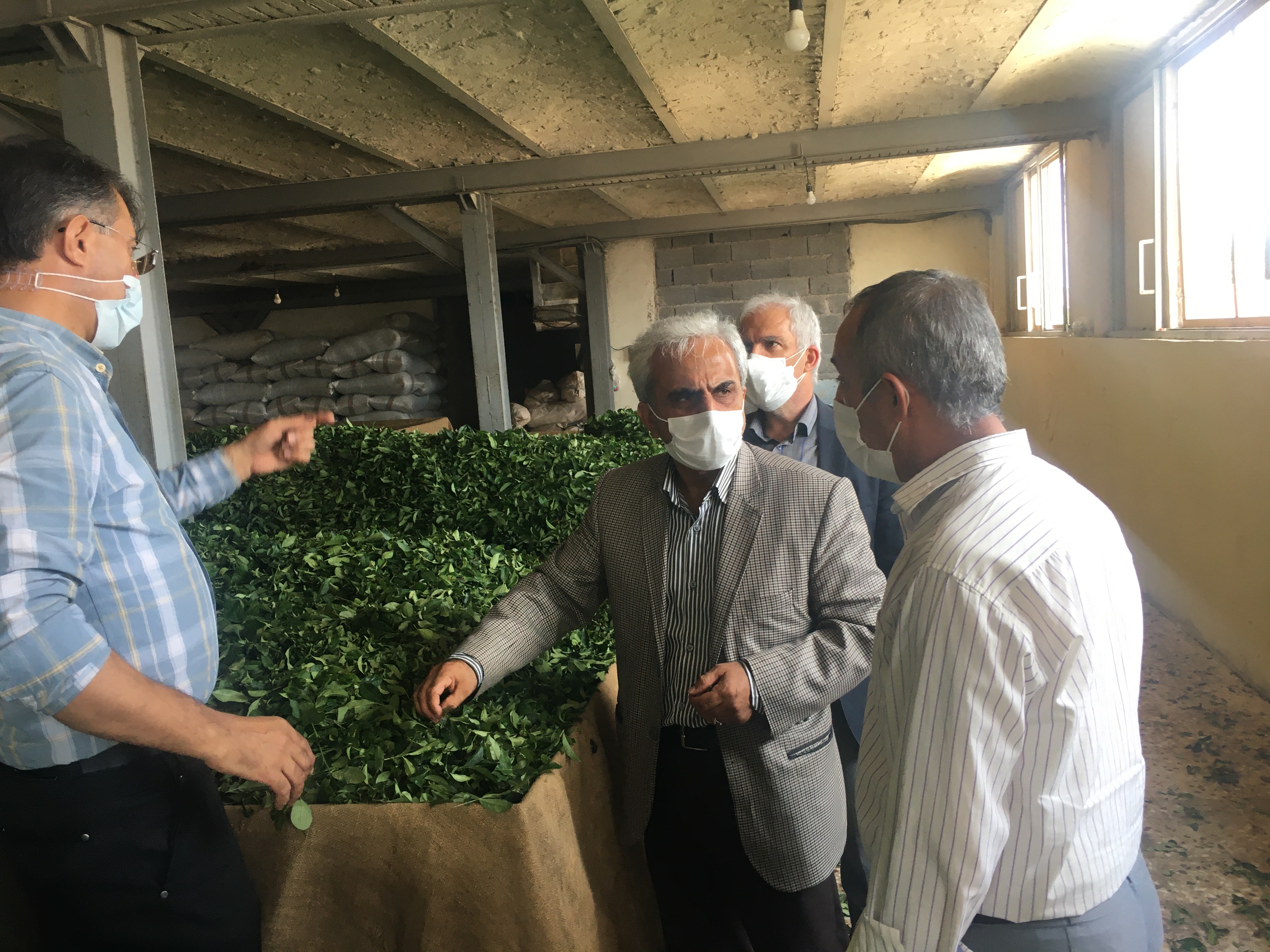 با شروع برداشت چین تابستانه برگ سبز چای رئیس سازمان چای کشوراز کارخانجات شهرستان لنگرود بازدیدکرد