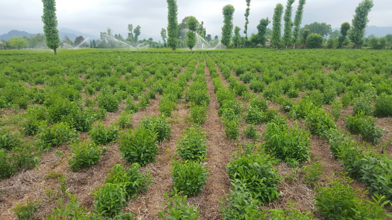 هرس کف بر و کمربر باعث جوانسازی بوته های چای شده و افزایش کمیت و کیفیت برگ سبز را به دنبال خواهد داشت. 